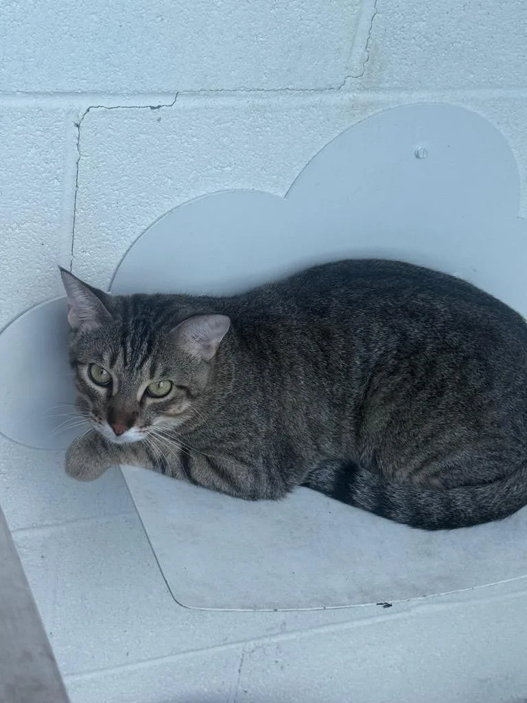 A young medium-sized male Domestic Short Hair cat named Buddy for adoption in Waverly, TN