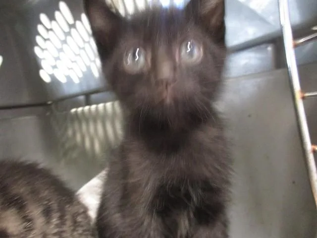 A baby small-sized male Domestic Short Hair cat named B.c. for adoption in Ocala, FL