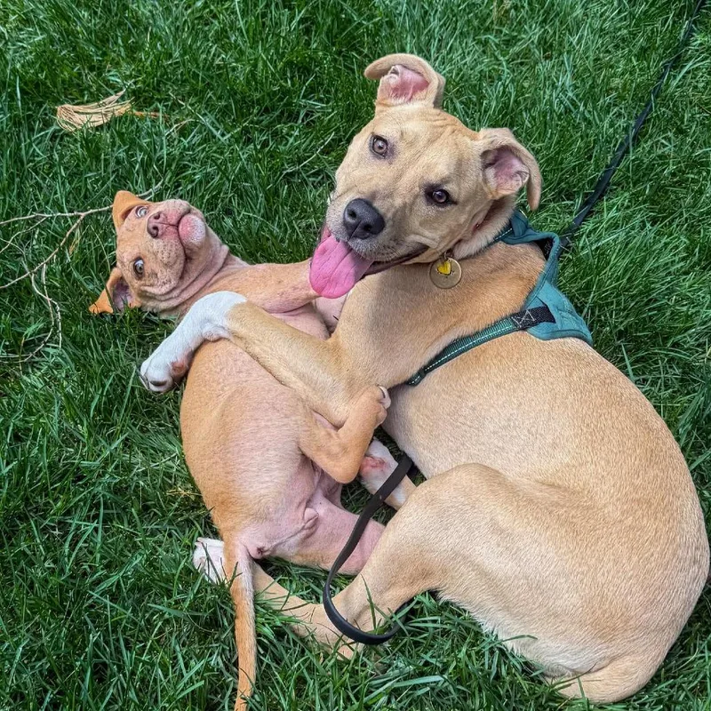 A baby medium-sized female Brown / Chocolate American Staffordshire Terrier dog named Ladybug for adoption in Olathe, KS