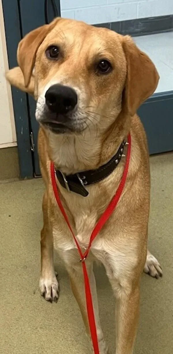 An adult large-sized female Labrador Retriever dog named Yaya for adoption in Napa, CA