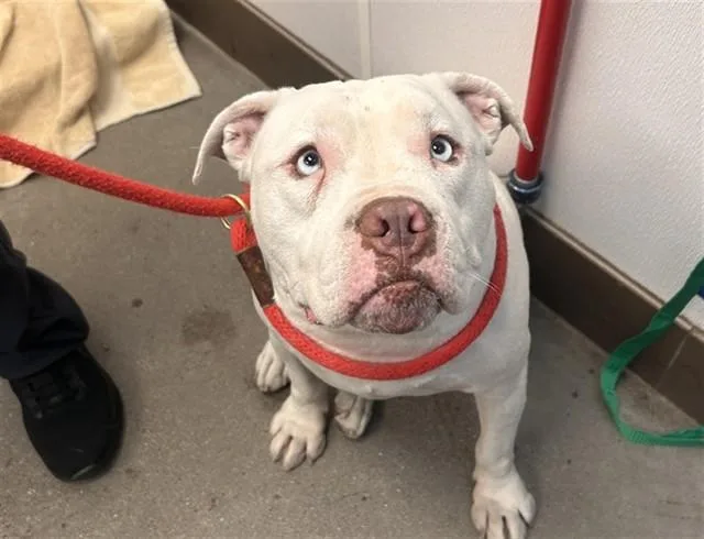 An adult large-sized female Pit Bull Terrier dog named Peppa for adoption in Tucson, AZ
