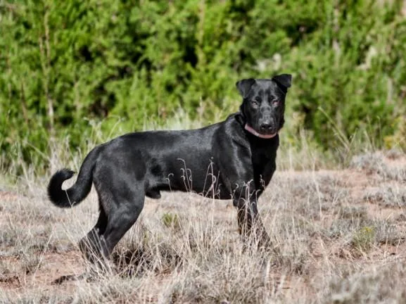 A young large-sized male Mixed Breed dog named Bongo for adoption in Santa Fe, NM