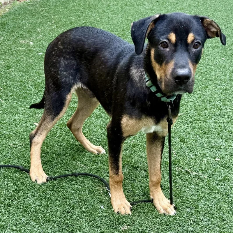 A young medium-sized male Black Mixed Breed dog named Snickers for adoption in Bennettsville, SC