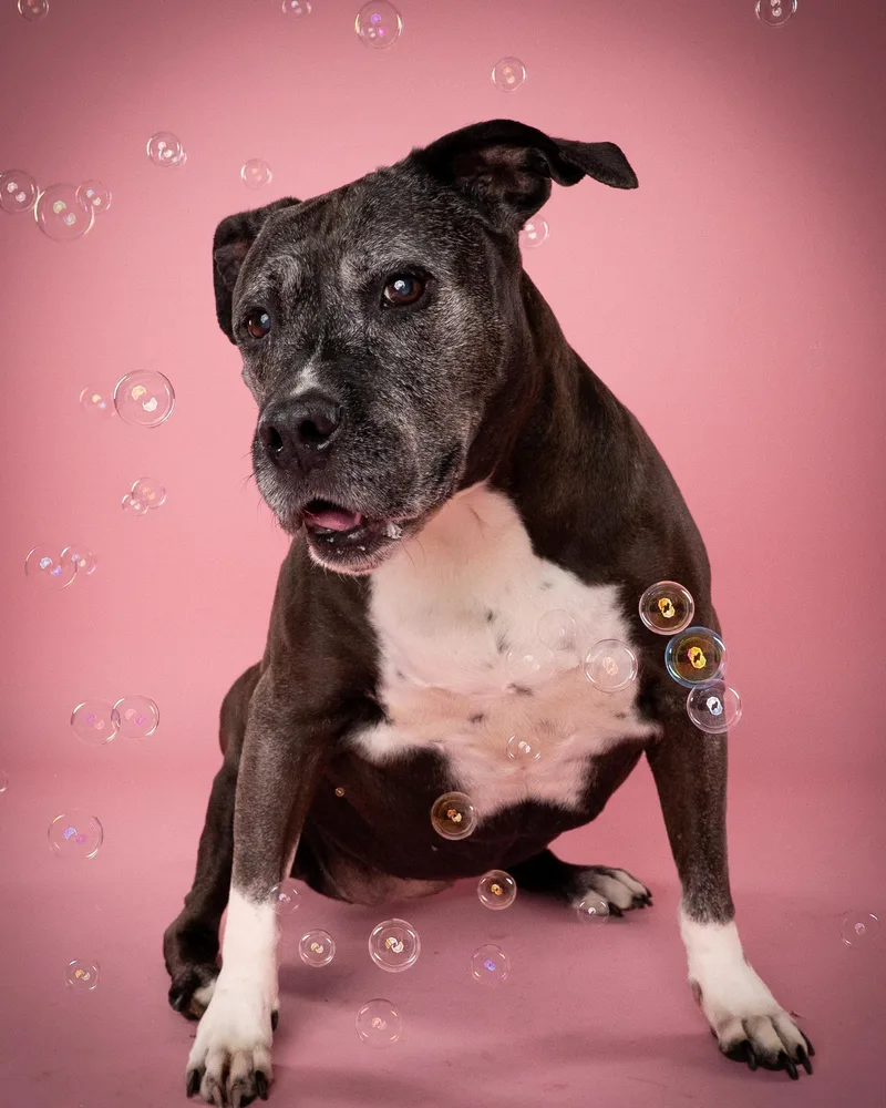 A senior large-sized female Black Pit Bull Terrier dog named Maya for adoption in Appleton, WI