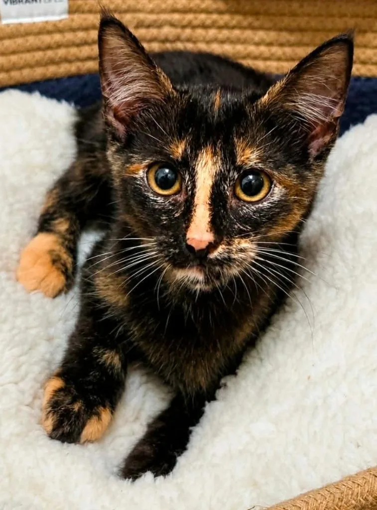 A baby medium-sized female Domestic Short Hair cat named Birthday Brownie for adoption in El Dorado, AR