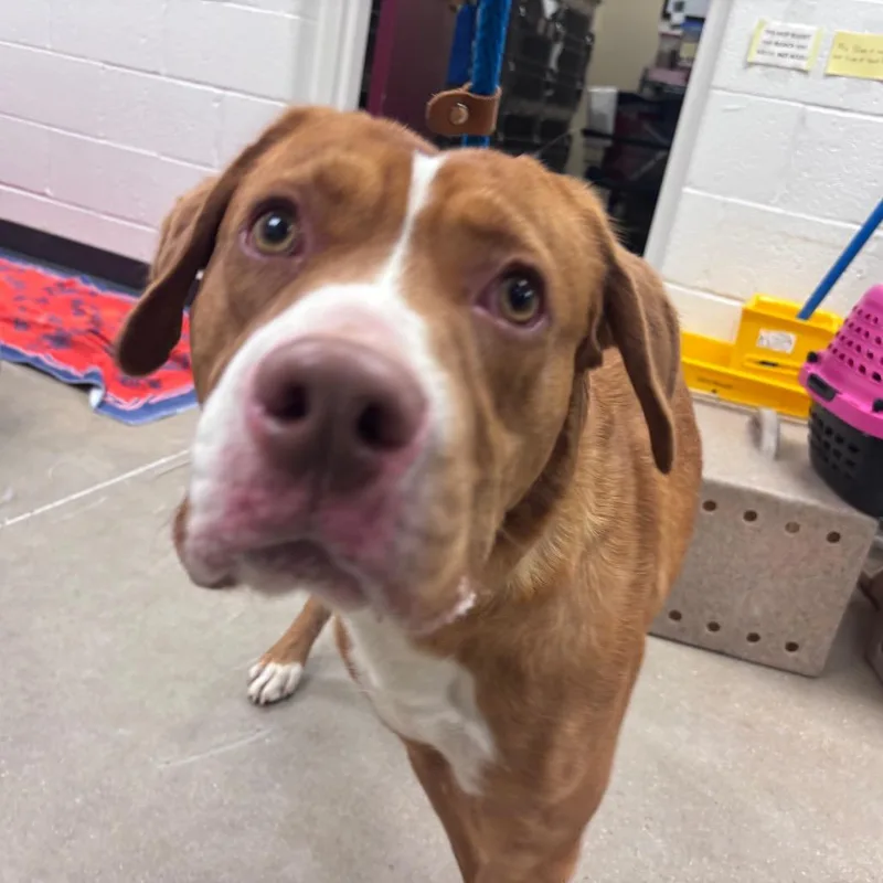 An adult medium-sized male Red / Chestnut / Orange Mixed Breed dog named YORKStray for adoption in York, PA