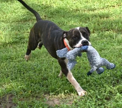 An adult medium-sized male American Staffordshire Terrier dog named Markimoo for adoption in Inverness, FL