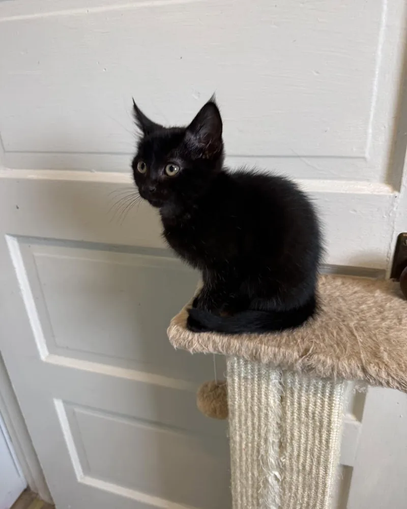 A baby medium-sized male Domestic Short Hair cat named Danny for adoption in Fort Leavenworth, KS