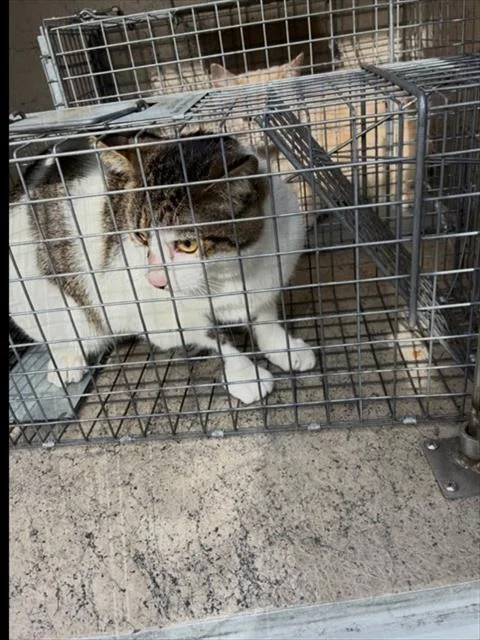 A young medium-sized male Domestic Short Hair cat named Man Man for adoption in Louisville, KY