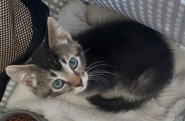 A baby small-sized male Domestic Short Hair cat named Mr. Bean for adoption in Chula Vista, CA