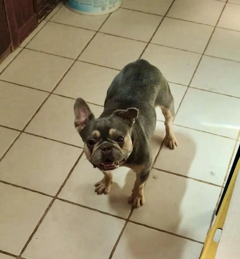 A young small-sized female Gray / Blue / Silver French Bulldog dog named Isabella for adoption in Mcallen, TX
