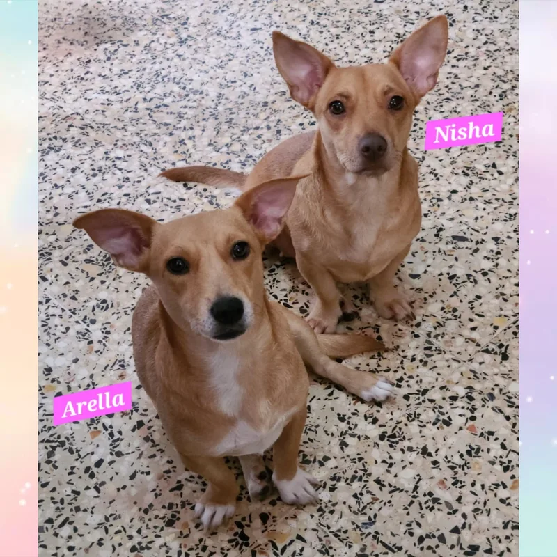 Arella & Nisha