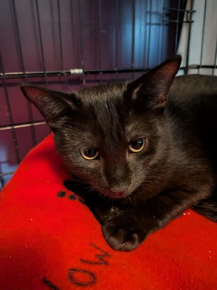 A baby small-sized male Domestic Short Hair cat named Toto for adoption in Duxbury, MA