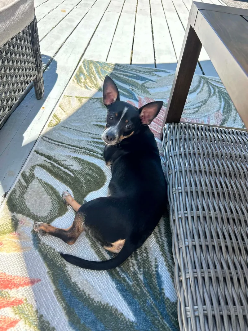 A young small-sized male Chihuahua dog named Max for adoption in Paramus, NJ