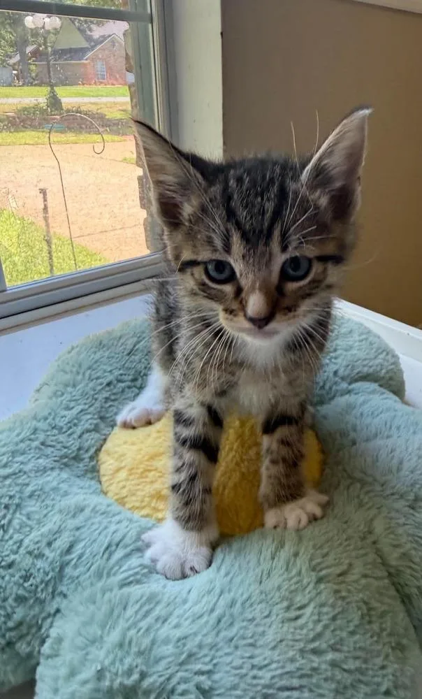 A baby small-sized male Domestic Short Hair cat named Dune for adoption in Bossier City, LA