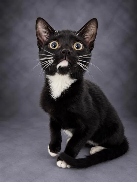 A baby medium-sized female Domestic Short Hair cat named Cindi for adoption in Winter Haven, FL