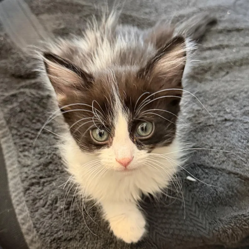 A baby small-sized male Black Domestic Long Hair cat named Jelly Bean for adoption in Las Vegas, NV