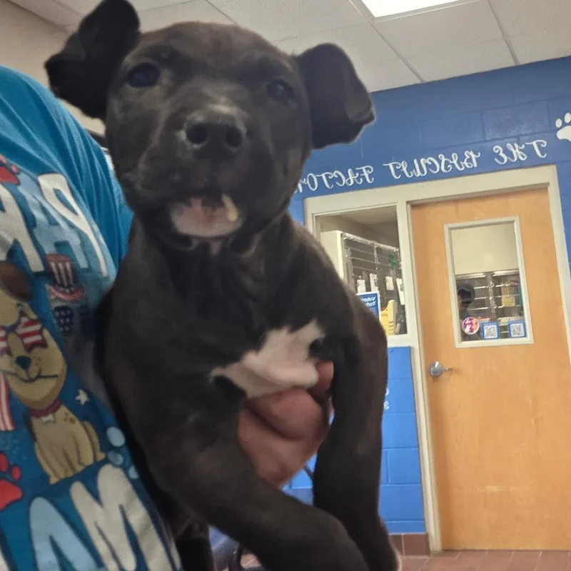 A young medium-sized male Black Mixed Breed dog named Chimera for adoption in Milton, FL