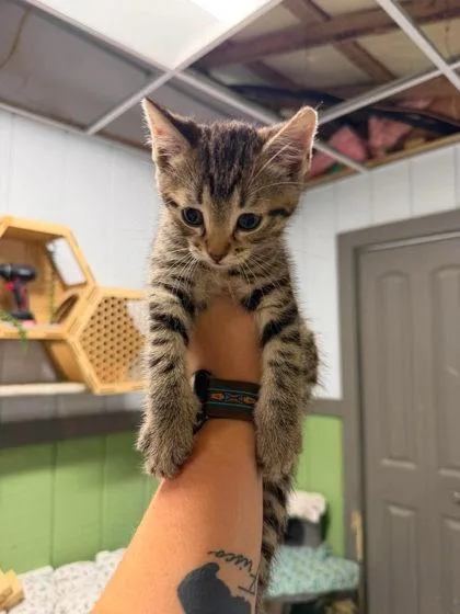 A young medium-sized male Tabby (Brown / Chocolate) Domestic Short Hair cat named Eros for adoption in Leitchfield, KY