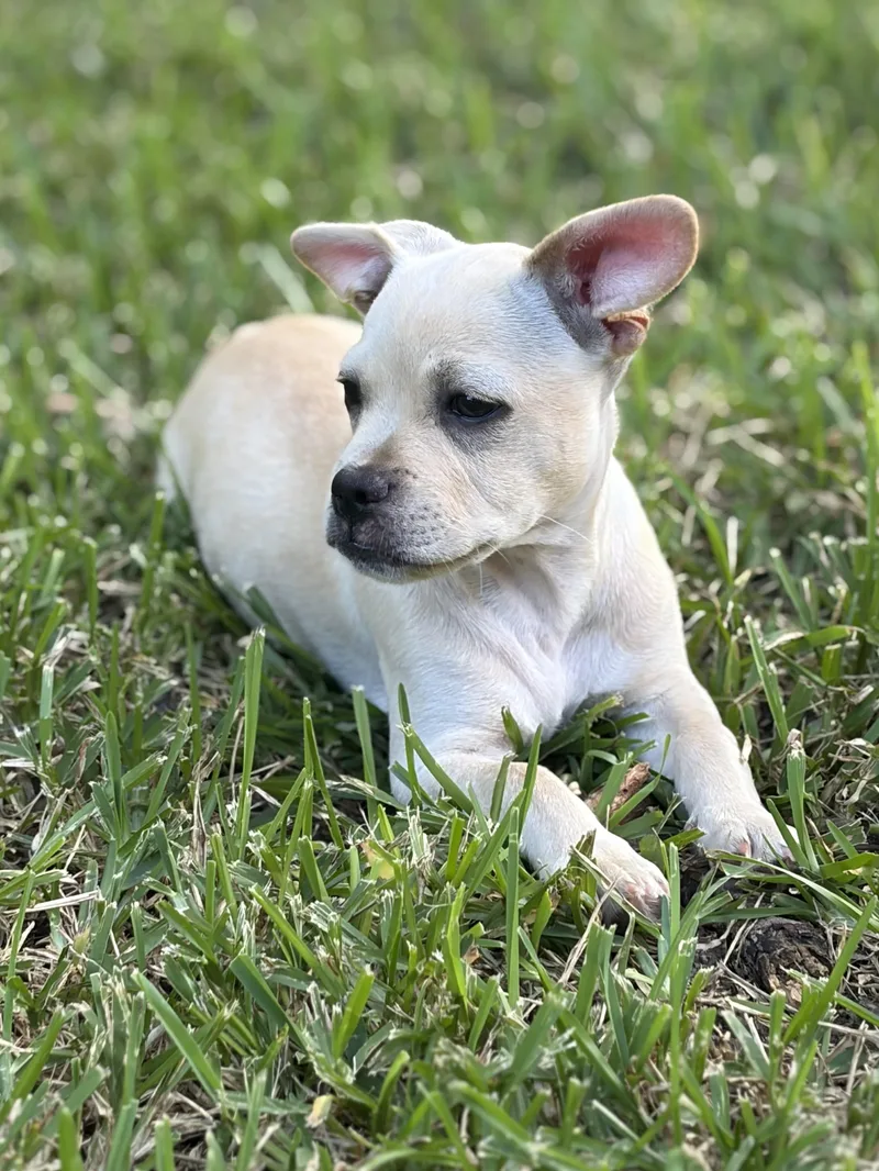 A baby small-sized female White / Cream Rat Terrier dog named Teela for adoption in Alvin, TX