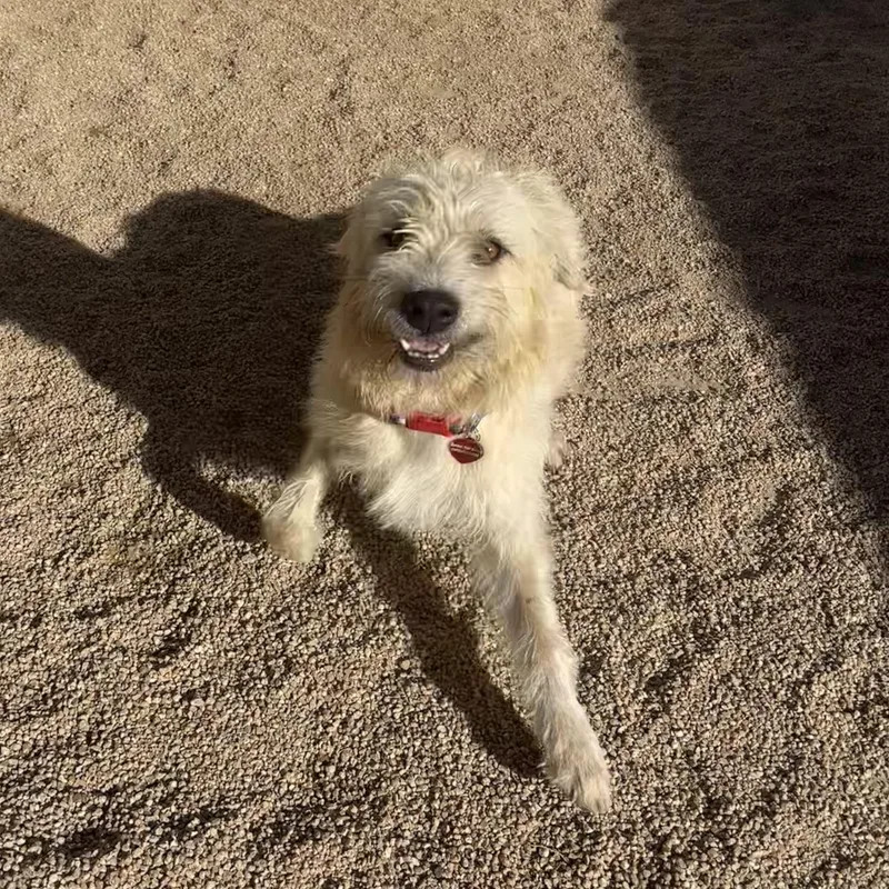 A young medium-sized male Wheaten Terrier dog named Cider for adoption in Phoenix, AZ