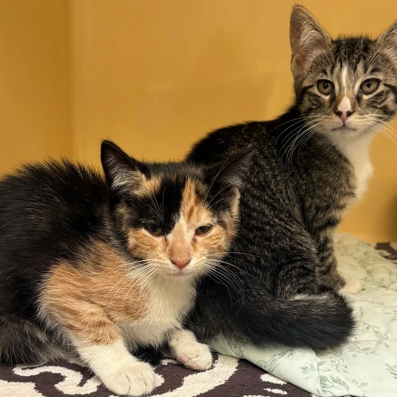 A baby small-sized female Tortoiseshell Domestic Short Hair cat named Amy for adoption in East Hanover, NJ