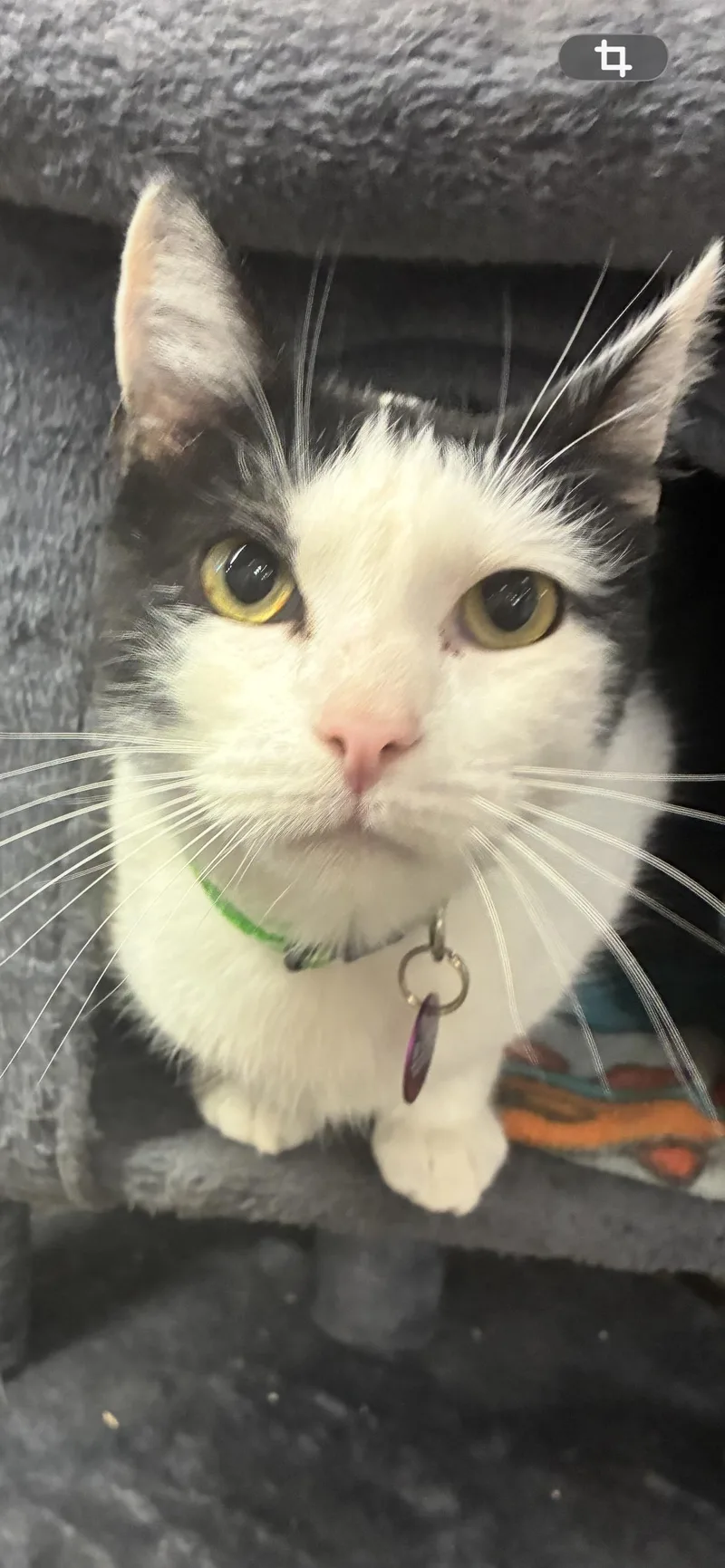 Lachlan Dublin thumbnail 3