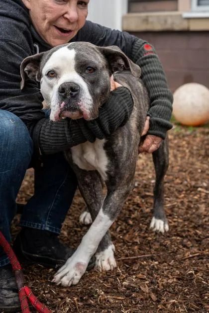 An adult large-sized female Mixed Breed dog named Saint for adoption in Chamblee, GA