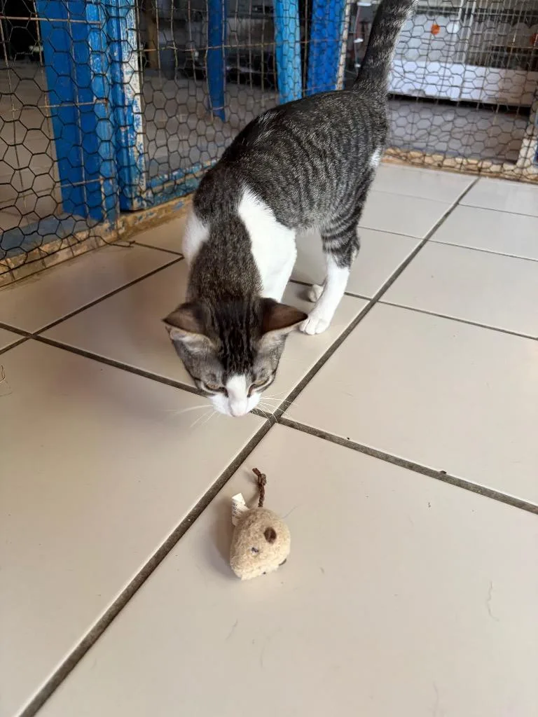 A baby small-sized female Domestic Short Hair cat named Grace for adoption in Big Spring, TX