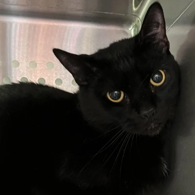 An adult large-sized male Black Domestic Short Hair cat named Lionel for adoption in Washburn, MO
