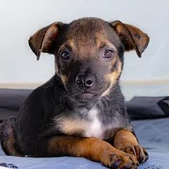A baby medium-sized male Tricolor (Brown, Black, & White) Mixed Breed dog named Manny Omg for adoption in Lake Forest, IL