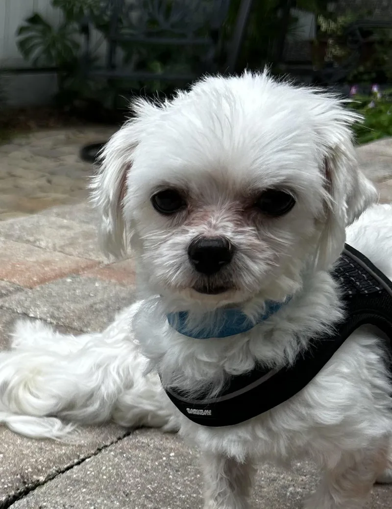 An adult small-sized male White / Cream Maltese dog named Billy Joel for adoption in Maitland, FL