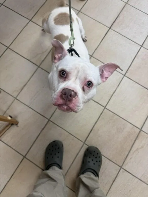 A young medium-sized male Pit Bull Terrier dog named Benji for adoption in Virginia Beach, VA