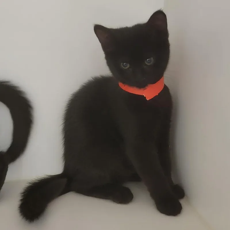 A baby small-sized female Black Domestic Short Hair cat named Lima Bean for adoption in Phoenix, AZ
