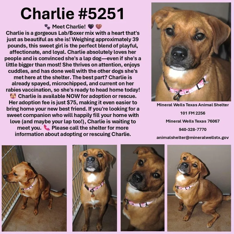 A young medium-sized female Labrador Retriever dog named Charlie for adoption in Mineral Wells, TX