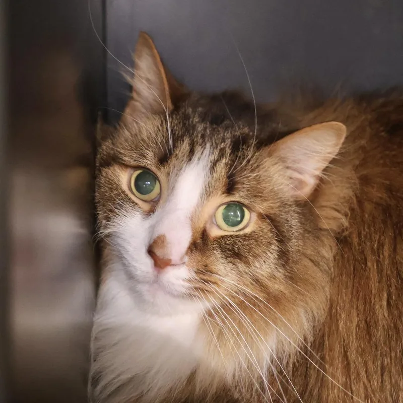 A senior large-sized male Brown / Chocolate Domestic Long Hair cat named Elvis for adoption in Briarcliff Manor, NY