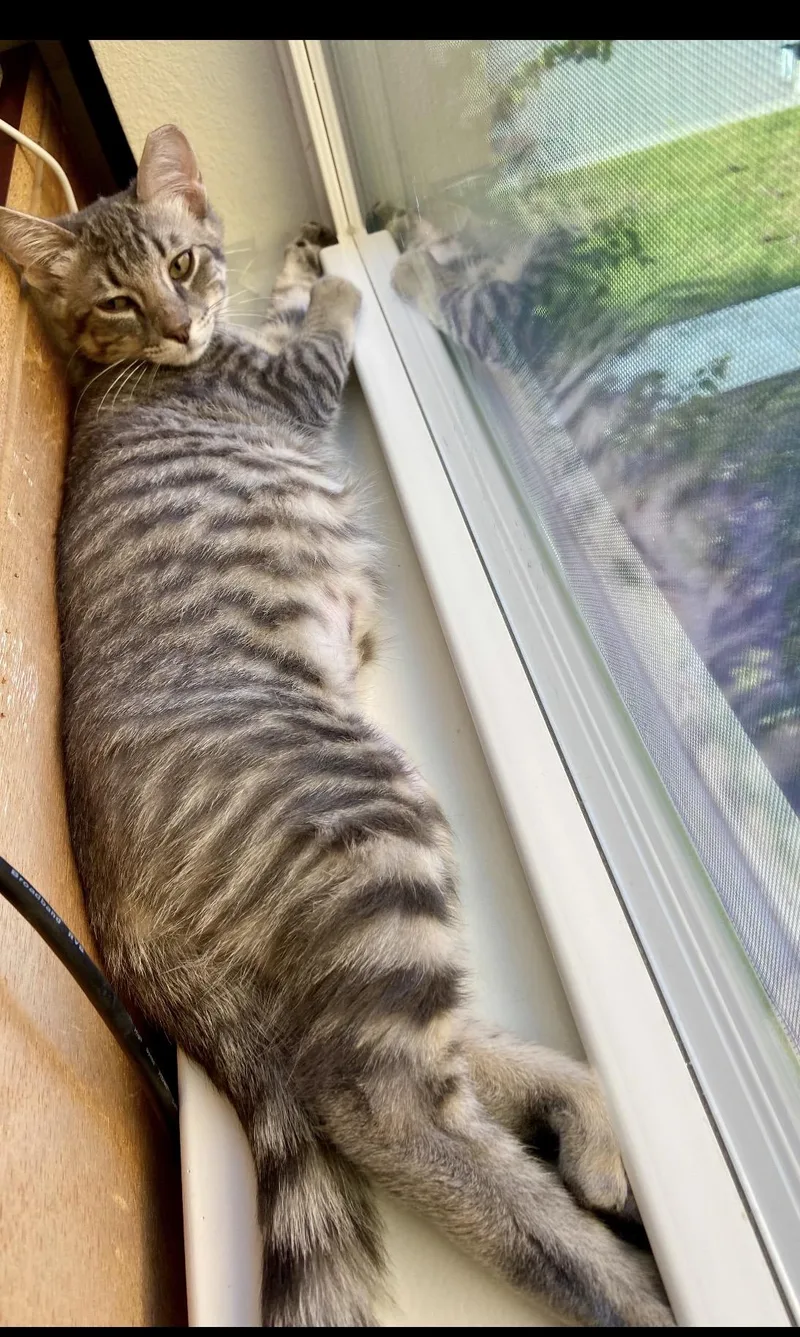 A baby medium-sized male Domestic Short Hair cat named Abi Aires for adoption in Austin, TX
