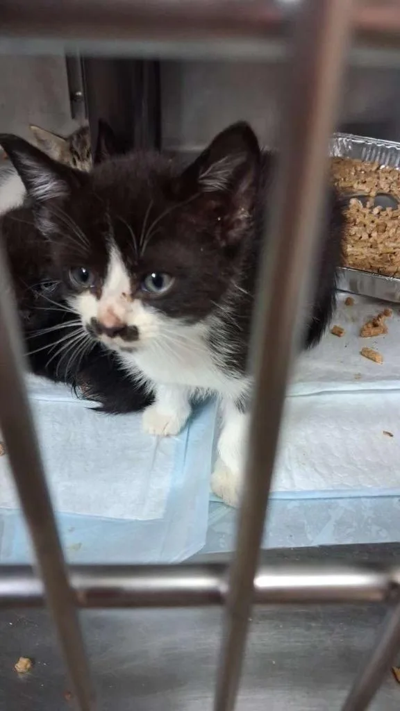 A baby medium-sized male Domestic Short Hair cat named Cookies And Cream for adoption in Burnsville, NC