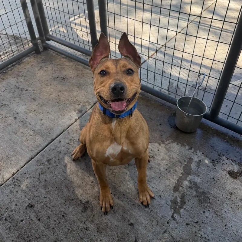 An adult medium-sized female Brown / Chocolate Pit Bull Terrier dog named Piper for adoption in Hanna City, IL