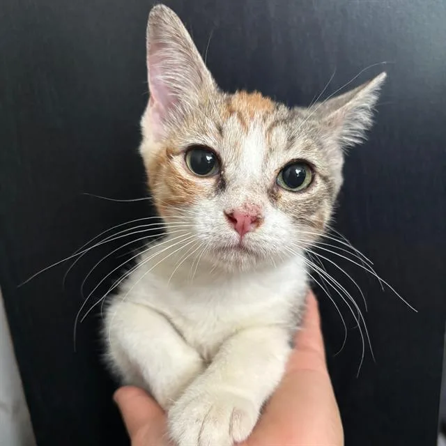 A baby small-sized female Domestic Short Hair cat named Skunk for adoption in San Antonio, TX
