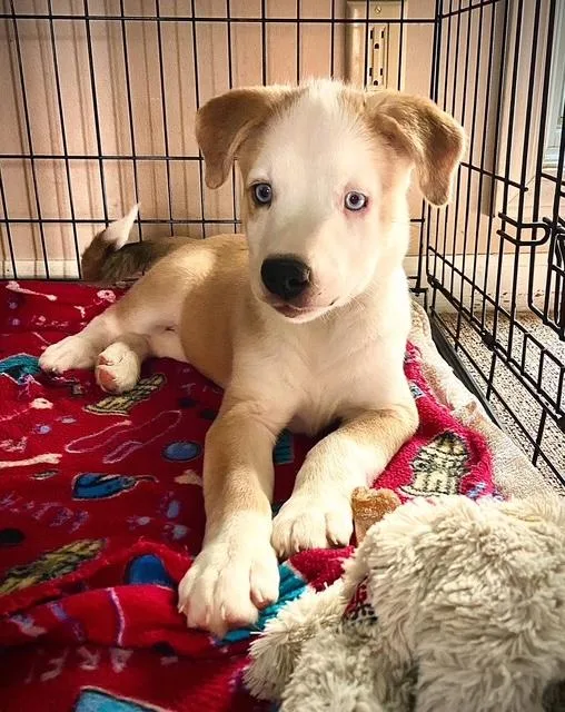 A baby small-sized female Yellow / Tan / Blond / Fawn Siberian Husky dog named Georgia for adoption in Columbus, IN