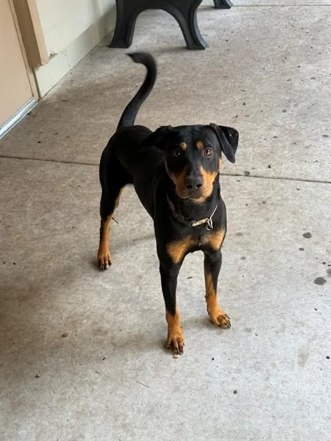 A young medium-sized male Doberman Pinscher dog named Roger for adoption in South Lake Tahoe, CA