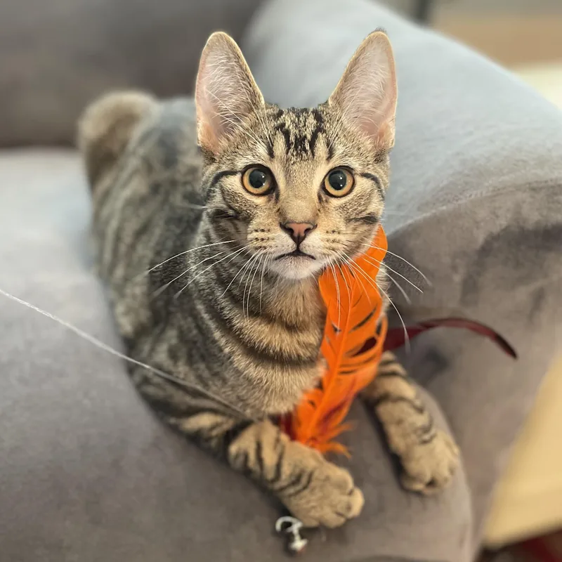 A baby medium-sized male Tabby (Brown / Chocolate) Domestic Short Hair cat named Orbit for adoption in Oswego, NY