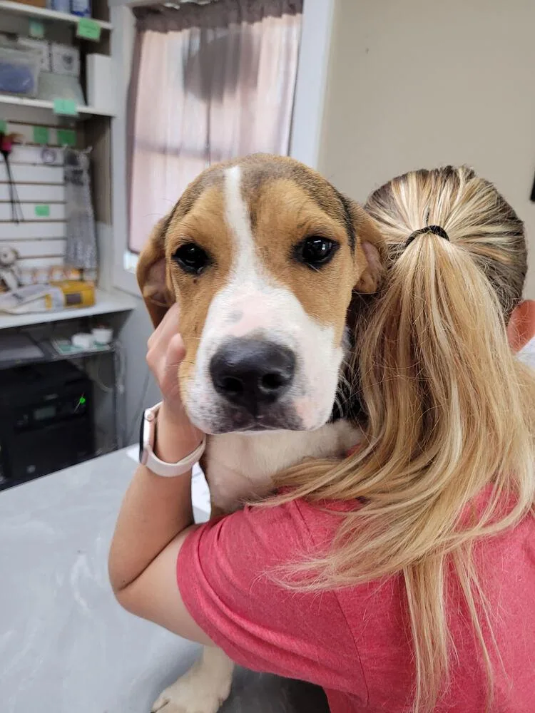 A baby medium-sized male Tricolor (Brown, Black, & White) Hound dog named Farley for adoption in Linton, IN