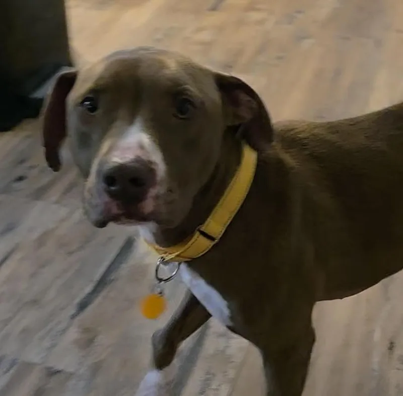 An adult medium-sized male Pit Bull Terrier dog named Anders for adoption in Cumming, GA