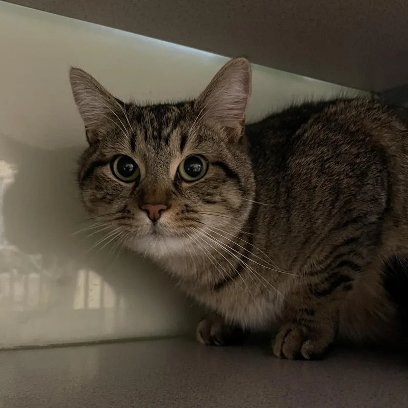 A young small-sized male Brown / Chocolate Domestic Short Hair cat named Gracie for adoption in Walden, NY