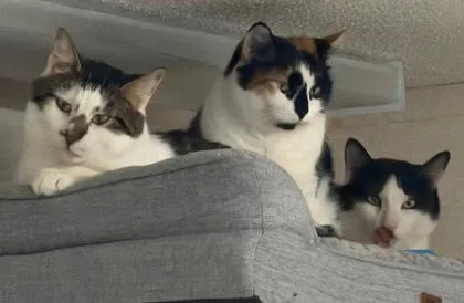 Gigi  Mister  thumbnail 4