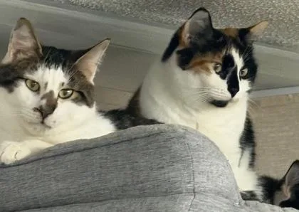 Gigi  Mister  thumbnail 5