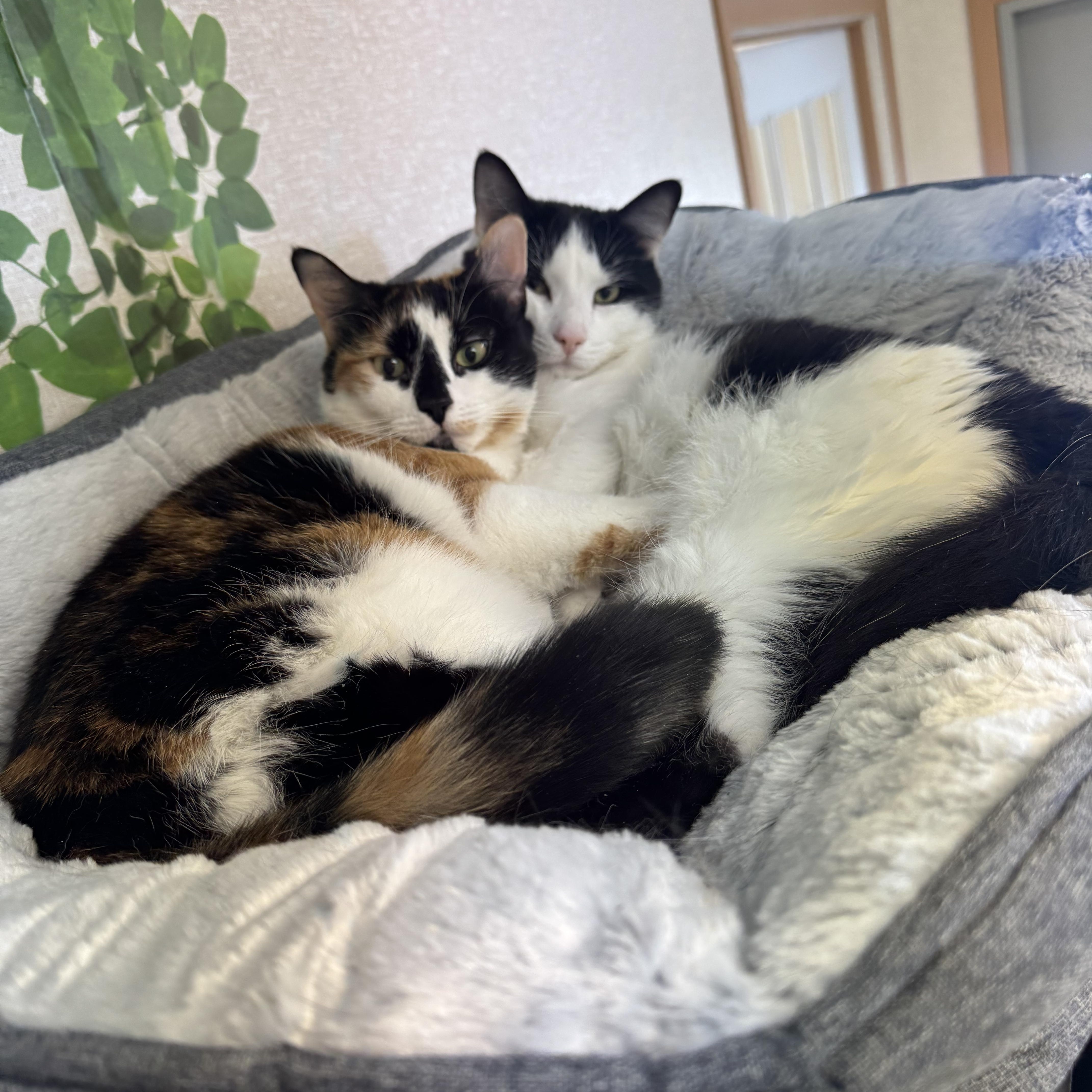 Gigi  Mister  thumbnail 6