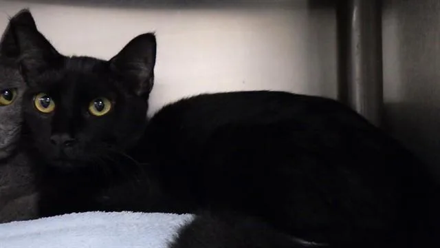 Blacky